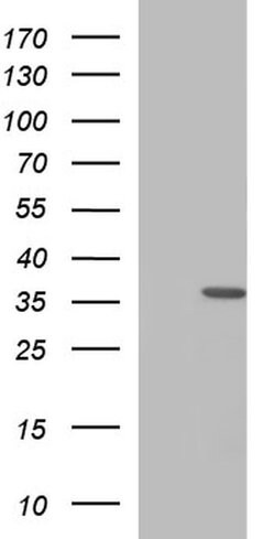 HORMAD2 Mouse anti-Human, Clone: OTI3E4, liquid, TrueMAB 100 &mu;L; Unconjugated:Antibodies,