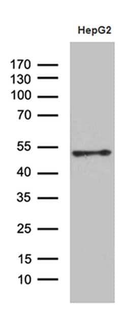 HOXA3 Monoclonal Antibody (OTI8C5), TrueMAB , OriGene 100 &mu;L; Unconjugated:Antibodies,