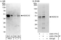 HOXC10 Rabbit anti-Human, Polyclonal, Bethyl Laboratories 100 &mu;L; Unconjugated:Antibodies,