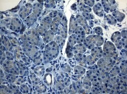 HOXC10 Monoclonal Antibody (OTI1A9), TrueMAB , OriGene 100 &mu;L; Unconjugated:Antibodies,