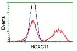 HOXC11 Monoclonal Antibody (OTI3G5), TrueMAB , OriGene 30 &mu;L; Unconjugated:Antibodies,