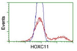 HOXC11 Mouse anti-Human, Clone: OTI2H9, lyophilized, TrueMAB 100 &mu;g;