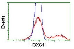 HOXC11 Monoclonal Antibody (OTI2H9), TrueMAB , OriGene 100 &mu;L; Unconjugated:Antibodies,