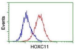 HOXC11 Mouse anti-Human, Clone: OTI2H9, lyophilized, TrueMAB 100 &mu;g;