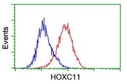 HOXC11 Monoclonal Antibody (OTI2H9), TrueMAB , OriGene 100 &mu;L; Unconjugated:Antibodies,