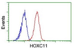 HOXC11 Mouse anti-Human, Clone: OTI2H9, lyophilized, TrueMAB 100 &mu;g;
