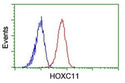 HOXC11 Monoclonal Antibody (OTI2H9), TrueMAB , OriGene 100 &mu;L; Unconjugated:Antibodies,