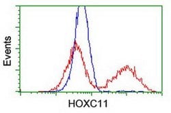 HOXC11 Monoclonal Antibody (OTI4H8), TrueMAB , OriGene 100 &mu;L; Unconjugated:Antibodies,