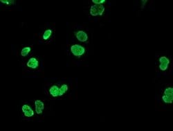 HOXC11 Monoclonal Antibody (OTI3G5), TrueMAB , OriGene 30 &mu;L; Unconjugated:Antibodies,