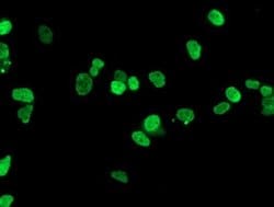 HOXC11 Monoclonal Antibody (OTI4H8), TrueMAB , OriGene 100 &mu;L; Unconjugated:Antibodies,