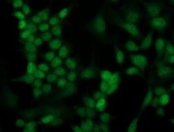 HOXC11 Monoclonal Antibody (OTI4H8), TrueMAB , OriGene 100 &mu;L; Unconjugated:Antibodies,