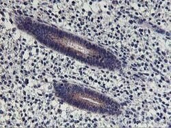 HOXC11 Mouse anti-Human, Clone: OTI2H9, lyophilized, TrueMAB 100 &mu;g;