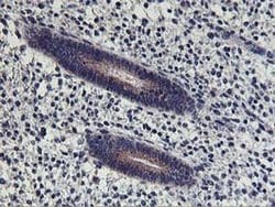 HOXC11 Monoclonal Antibody (OTI2H9), TrueMAB , OriGene 100 &mu;L; Unconjugated:Antibodies,