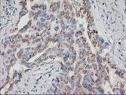 HOXC11 Monoclonal Antibody (OTI4H8), TrueMAB , OriGene:Antibodies:Primary