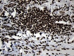 HOXC4 Monoclonal Antibody (OTI1F6), TrueMAB , OriGene 100 &mu;L; Unconjugated:Antibodies,