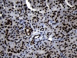 HOXC4 Monoclonal Antibody (OTI1F6), TrueMAB , OriGene 100 &mu;L; Unconjugated:Antibodies,