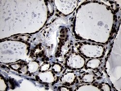 HOXC4 Monoclonal Antibody (OTI1F6), TrueMAB , OriGene 100 &mu;L; Unconjugated:Antibodies,