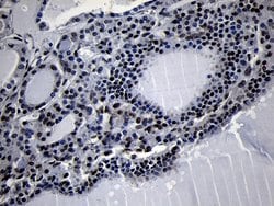 HOXC4 Monoclonal Antibody (OTI1F6), TrueMAB , OriGene 100 &mu;L; Unconjugated:Antibodies,