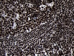 HOXC4 Monoclonal Antibody (OTI1F6), TrueMAB , OriGene 100 &mu;L; Unconjugated:Antibodies,