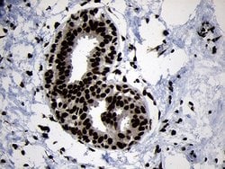 HOXC4 Monoclonal Antibody (OTI2D5), TrueMAB , OriGene 100 &mu;L; Unconjugated:Antibodies,