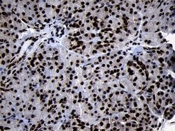 HOXC4 Monoclonal Antibody (OTI2D5), TrueMAB , OriGene 100 &mu;L; Unconjugated:Antibodies,