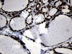 HOXC4 Monoclonal Antibody (OTI2D5), TrueMAB , OriGene 100 &mu;L; Unconjugated:Antibodies,