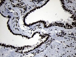 HOXC4 Monoclonal Antibody (OTI2D5), TrueMAB , OriGene 100 &mu;L; Unconjugated:Antibodies,