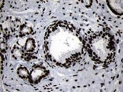 HOXC4 Monoclonal Antibody (OTI2D5), TrueMAB , OriGene 100 &mu;L; Unconjugated:Antibodies,