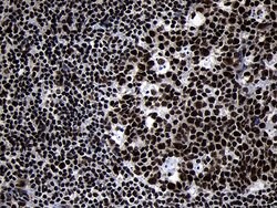 HOXC4 Monoclonal Antibody (OTI2D5), TrueMAB , OriGene 100 &mu;L; Unconjugated:Antibodies,