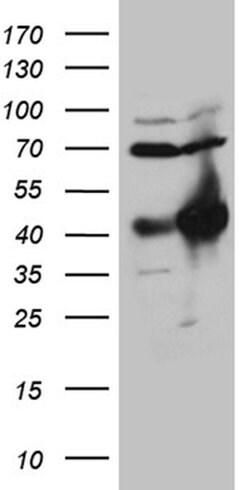 HOXC4 Monoclonal Antibody (OTI1F6), TrueMAB , OriGene 100 &mu;L; Unconjugated:Antibodies,