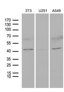 HOXC4 Monoclonal Antibody (OTI2A5), TrueMAB , OriGene 30 &mu;L; Unconjugated:Antibodies,