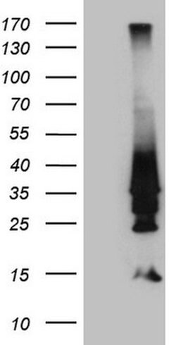 HOXD4 Mouse anti-Human, Clone: OTI1C12, lyophilized, TrueMAB 100 &mu;g;