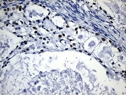 HOXD8 Mouse anti-Human, Clone: OTI2A1, lyophilized, TrueMAB 100 &mu;g;