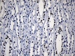 HOXD8 Mouse anti-Human, Clone: OTI2A1, lyophilized, TrueMAB 100 &mu;g;