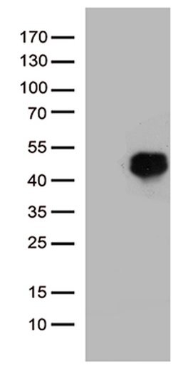HOXD8 Mouse anti-Human, Clone: OTI2A1, lyophilized, TrueMAB 100 &mu;g;