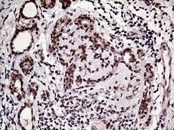 HOXD9 Mouse anti-Human, Clone: OTI1H3, lyophilized, TrueMAB 100 &mu;g;