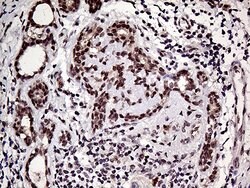 HOXD9 Mouse anti-Human, Clone: OTI1H3, TrueMAB , Origene 30 &mu;L; Unconjugated:Antibodies,