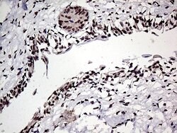 HOXD9 Mouse anti-Human, Clone: OTI1H3, lyophilized, TrueMAB 100 &mu;g;