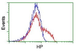 HP Monoclonal Antibody (OTI4H5), TrueMAB , OriGene:Antibodies:Primary Antibodies