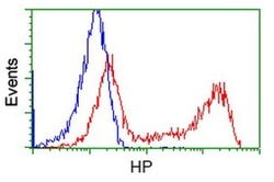 HP Monoclonal Antibody (OTI4C2), TrueMAB , OriGene:Antibodies:Primary Antibodies