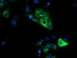 HP Monoclonal Antibody (OTI4C2), TrueMAB , OriGene 100 &mu;L; Unconjugated:Antibodies,