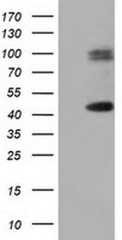 HP Monoclonal Antibody (OTI1F9), TrueMAB , OriGene 100 &mu;L; Unconjugated:Antibodies,