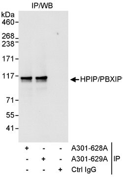 HPIP Rabbit anti-Human, Polyclonal, Bethyl Laboratories 10 &mu;l; Unlabeled:Antibodies,