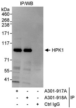 HPK1 Rabbit anti-Human, Polyclonal, Bethyl Laboratories 10 &mu;L; Unconjugated:Antibodies,