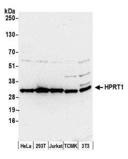 HPRT1 Polyclonal Antibody, Bethyl Laboratories 20 &mu;L; Unconjugated:Antibodies,
