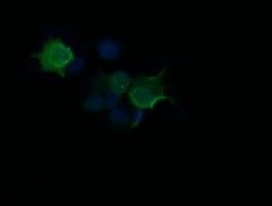 HRAS Mouse anti-Human, Clone: OTI1G8, liquid, TrueMAB 100 &mu;L; Unconjugated:Antibodies,