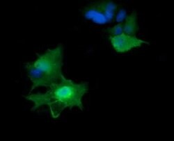 HRAS Mouse anti-Canine, Human, Mouse, Rat, Clone: OTI1A1, liquid, TrueMAB