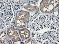 HRAS Mouse anti-Canine, Human, Mouse, Rat, Clone: OTI1A1, liquid, TrueMAB