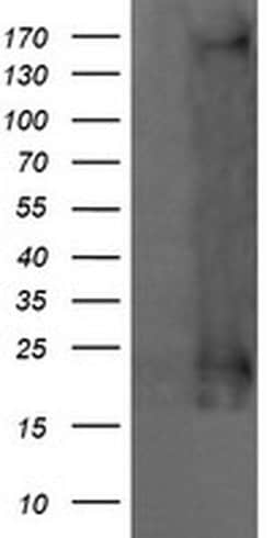 HRAS Monoclonal Antibody (OTI1F2), TrueMAB , OriGene 100 &mu;L; Unconjugated:Antibodies,