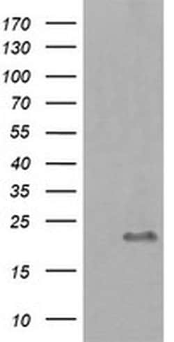 HRAS Mouse anti-Human, Clone: OTI1G8, liquid, TrueMAB 100 &mu;L; Unconjugated:Antibodies,